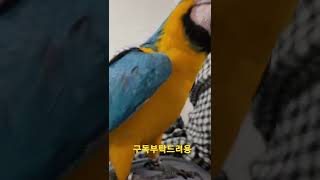 루카야 뭐하누 #청금강앵무새 #shorts