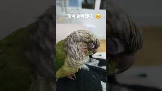 꾸벅꾸벅 졸린 앵무새#시나몬코뉴어 #코뉴어앵무새 #앵무새 #롱롱초롱롱
