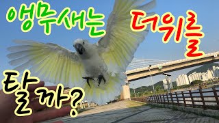 앵무새는 더위를 탈까? 사람도 쓰러지는 날씨..