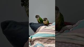 초롱연두 #코뉴어  #침대까지 접수했냐? #parrot #앵무새
