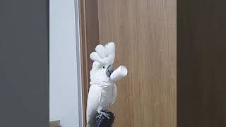 cockatoo parrot 태식이 umbrellaco…