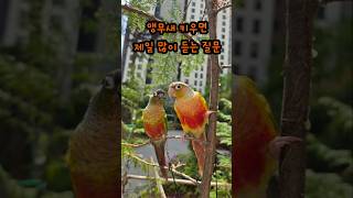 앵무새와 산책나가면 받는 질문들 #parrot#코뉴어 …