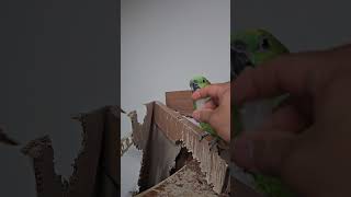 귀농귀촌 앵무새 이유식먹기