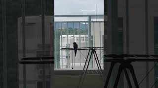 퀘이커앵무새 순도리  그리고 님그린 엄마의 대화(방송 잘할수있나? 도전! 할수있다!)순도리의 다짐!!