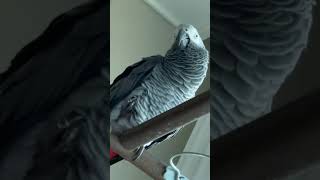 아빠목소리 흉내 내는 용식(회색앵무)#shorrs