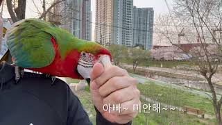 [루카의모험] 스타병 걸린 할리퀸 마카우…