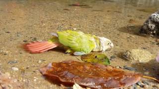 [앵무파파] 발이 안닿아요...앵무새의 맨붕...[20…