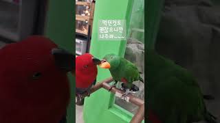 욕심꾸러기 앵무새..먹고있는데 그걸 뺐어먹으려고 하네ㅡ…