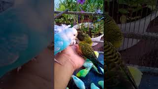 This Amazon bird toy is SO COOL#birds#parrot #birdslover #budgis #lovebirds #budgiegar #cute #health