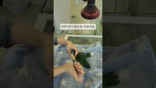 마카우는 못참지!! 한스마카우 분양!! #parrots…