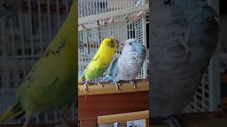 [퀘이커 앵무] 니기는 꼬옥 #parrot #quakerparrot #budgerigar #말썽꾸러기 #사랑이 #까꿍이