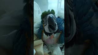 청금강코코 입양 영상 #청금강 #청금강앵무새 #아기앵무…