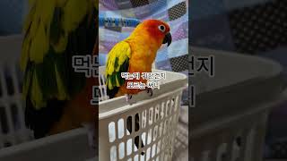 써니야 먹는걸로 장난치면 안돼!  #썬코뉴어 #parrot #앵무새 #먹는 #eat #장난 #funny #안돼  #no! #써니