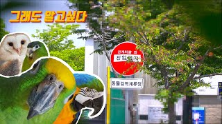 국내 앵무새, 어디서 어떻게 들어오는걸까?/그것이 알고…