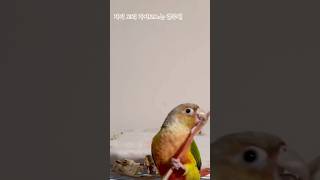 자기 꼬리깃이 빠진 앵무새 #birb #앵무새 #par…