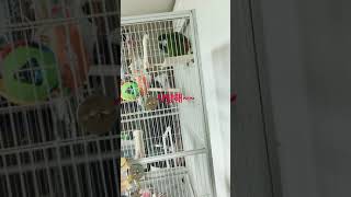 한스 마카우 사랑해~