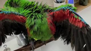 예쁘게 단장하는 뉴기니아 앵무새