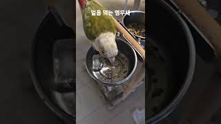 더운 여름 얼음 먹는 앵무새 #parrot #birds #반려동물 #cute #코뉴어 #동물 #pets