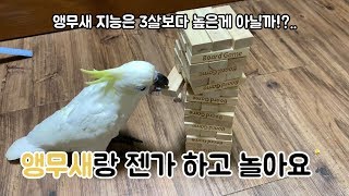 베니랑 젠가하고 놀았어요! 앵무새 지능은 3살보다 높은…