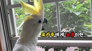 3주동안 미쳐가지고 비가 온 앵무새와 주인님 (코카투 …