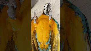 누워있는게 제일 좋아! #앵무새 #반려조 #새 #반려동…