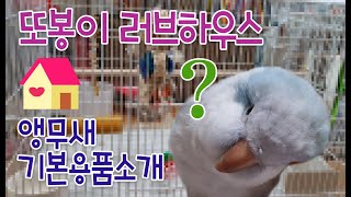 앵무새 입양시 필수 용품으로 꾸민 또봉이의 러브하우스!…
