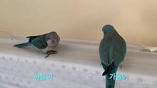 하늘이와 가을이의 병뚜껑 챌린지 ( 블루퀘이커 / 앵무…