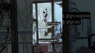 [한스마카우] 두루의 옹알이(?) #앵무새 #중형앵무 #한스마카우 #두루 #반려동물 #앵집사 #animal #parrot #hansmacaw #bird