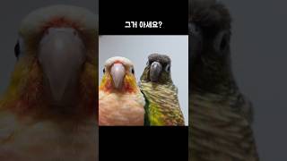 앵무새는 눈이 옆에 달려있ㄷr..      #코뉴어 #…