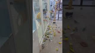 진영 앵무새 마을 다녀왔습니다 역시 홍금강 앵무새 청금강 앵무새 카페 입니다 2