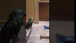 아마존 앵무새 나니 드라이기로 깃털 말려주는 영상 입니…