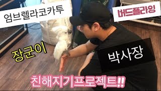 엄브렐라코카투 앵무새(장군이와 친해지기)_[1화]
