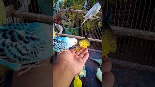 This Amazon bird toy is SO COOL#birds#parrot #birdslover #budgis #lovebirds #budgiegar #cute #health