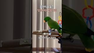 클래식을 들은 앵무새의 흥얼거림            #뉴기니아 #앵무새#뉴기니아앵무새 #eclectus #parrot #eclectusparrot #bird#shorts