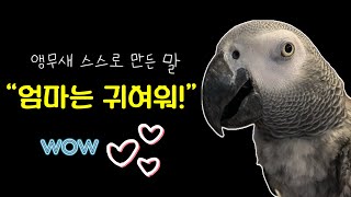 엄마한테 귀엽다고 백번 말해주는 앵무새 #김루이