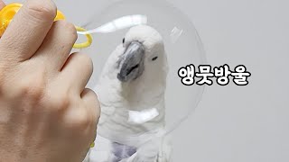 비눗방울을 처음 본 앵무새 (feat. 잣서리 현장적발…