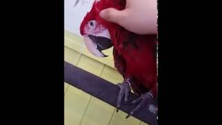 홍금강 앵무새 타미 쓰담쓰담 긁긁 해주기