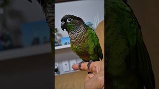 코뉴어앵무새#하랑이 #하봉이#미안합니다