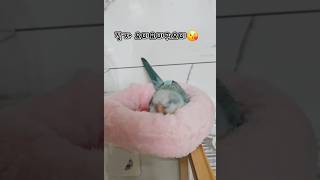 노곤노곤 잠잘시간#앵무새#퀘이커#귀요미#baby