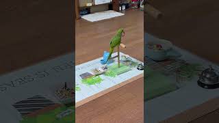 언제나 그자리에~ #앵무새 #퀘이커 #parrot #항…