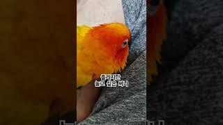 써니야 잠투정 하는거야?  #썬코뉴어 #parrot #…