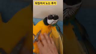 뒤집어서 노는 루카 #macaw #청금강 #청금강앵무새
