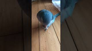 퀘이커 앵무새 먹방 - 호박씨