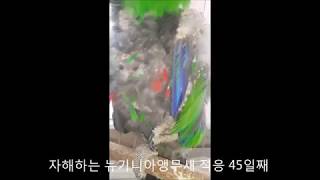 self injury Eclectus parrot therapy course 45 자해하는 뉴기니아앵무새 치료과정 45