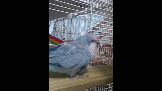 [퀘이커 앵무] 뽀뽀 | 사랑니의 아픔도 잊게 해주는 #parrot #quakerparrot #뽀뽀 #까꿍이