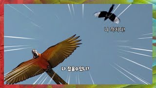 조류계의 깡패로 유명한 까치한테 놀자고 들이대는 앵무새