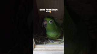  신랑 아랑이 염탐하는건 꿀잼 #parrot #새신혼방 #첫날밤