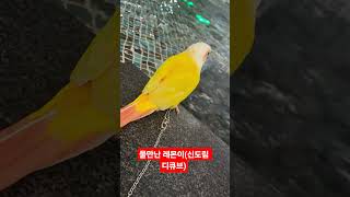 디큐브시티에 온 레몬이 #birds #코뉴어 #parr…