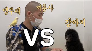 강아지 미용하는데 앵무새가 날아옵니다.