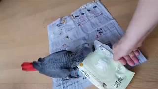 물티슈 맛있냐? 지 집청소 열정적으로 방해하는 회색 앵…